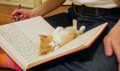кошки и книги